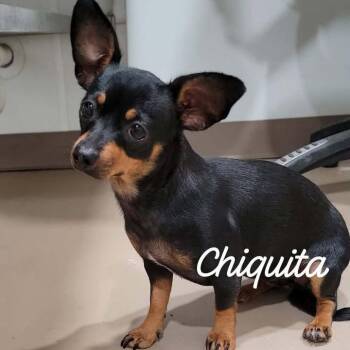 CHIQUITA -  Chihuahua Dog for Adoption in Buchanan Dam, Texas - CHIQUITA | PetCurious