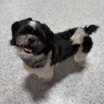Shih Tzu Dogs Available for Adoption - Mo | PetCurious