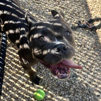 Mixed Breed Dogs Available for Adoption in Philadelphia, Pennsylvania - Libra | PetCurious