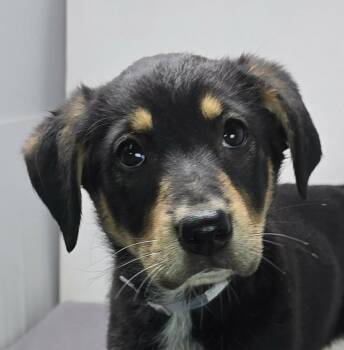 Labrador Retriever and Australian Shepherd Dogs Available for Adoption in Newport, Tennessee - Heavenly Prize | PetCurious