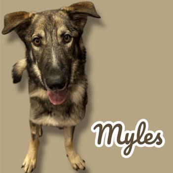 Rescue German Shepherd Dog Dogs for Adoption in Scottsdale, Arizona - Myles | PetCurious