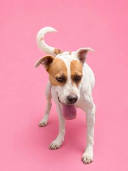 Lucky -  Terrier Dog for Adoption in Wauchula, Florida - Lucky | PetCurious
