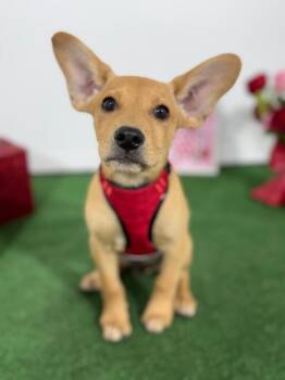 Carolina Dog and Labrador Retriever Dogs Available for Adoption - Kenny | PetCurious