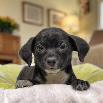 Bloom Pup - Daffodil -  Spaniel and Chihuahua Dog for Adoption in San Diego, California - Bloom Pup - Daffodil | PetCurious