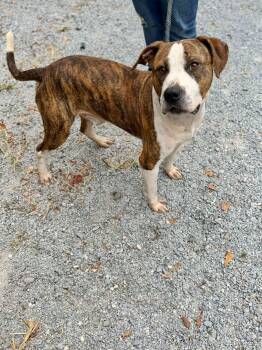 Field -  American Bulldog Dog for Adoption in Elizabethtown, North Carolina - Field | PetCurious