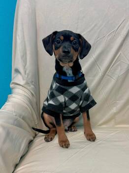 Cattle Dog Dogs Available for Adoption - Tiny | PetCurious