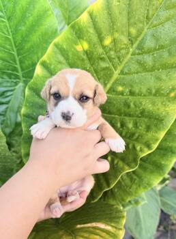 Kendall -  Chihuahua Dog for Adoption in Lodi, California - Kendall | PetCurious
