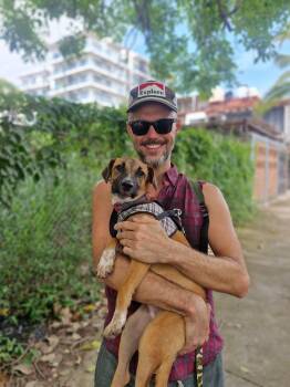 Sasha -  Yellow Labrador Retriever and Chihuahua Dog for Adoption in Calgary, Alberta - Sasha | PetCurious