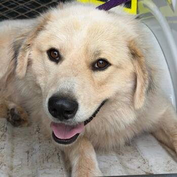 Freeway -  Great Pyrenees Dog for Adoption in Birmingham, Alabama - Freeway | PetCurious