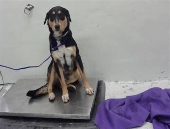 German Shepherd Dog and Mixed Breed Dogs Available for Adoption - MUPPET | PetCurious