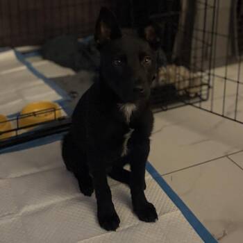 Mixed Breed Dogs Available for Adoption in Houston, Texas - Cleveland | PetCurious