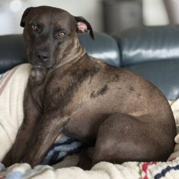 Mr Brown -  Catahoula Leopard Dog and Pit Bull Terrier Dog for Adoption in Glendale, Arizona - Mr Brown | PetCurious