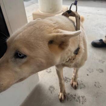 Husky Dogs Available for Adoption - Icelyn | PetCurious