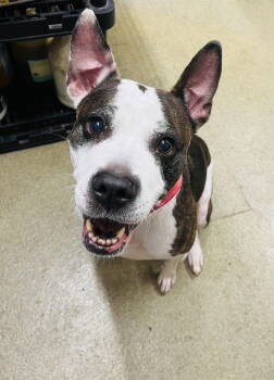 Rescue Pit Bull Terrier and Labrador Retriever Dogs for Adoption - Bobbi Jo | PetCurious