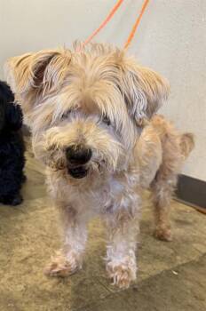 WILLARD -  Poodle and Mixed Breed Dog for Adoption in Ontario, California - WILLARD | PetCurious