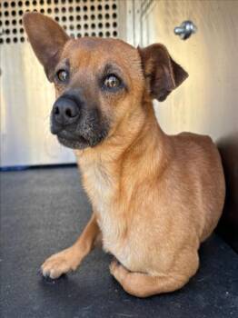Chihuahua Dogs Available for Adoption in Woodland, California - *PLUM | PetCurious