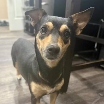 Chihuahua Dogs Available for Adoption - Alice | PetCurious