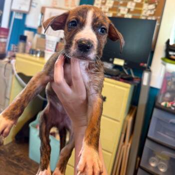 Lizzie McGuire -  Boxer and Mixed Breed Dog for Adoption in Jersey City, New Jersey - Lizzie McGuire | PetCurious