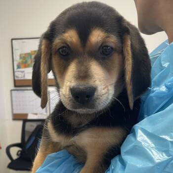 Rescue Hound Dogs for Adoption in Nashville, Tennessee - Harold | PetCurious