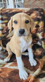 CARSON -  Boxer and Terrier Dog for Adoption in Louisville, Ohio - CARSON | PetCurious