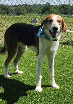 Rescue Pointer Dogs for Adoption in Sachse, Texas - Rocky | PetCurious