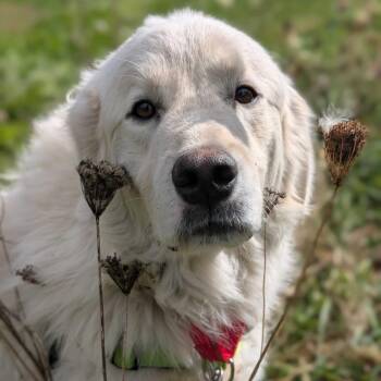 Einstein *Foster Me* -  Great Pyrenees Dog for Adoption in Dover, New Hampshire - Einstein *Foster Me* | PetCurious