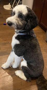 Sheepadoodle Dogs Available for Adoption in Franklin, Tennessee - Franklin | PetCurious