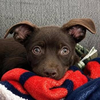 Snickers -  Chihuahua and Yorkshire Terrier Dog for Adoption in Krum, Texas - Snickers | PetCurious