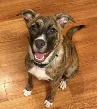 Kisha -  Shepherd Dog for Adoption in Davis, California - Kisha | PetCurious