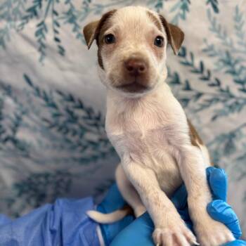 Veggie sticks -  German Shorthaired Pointer Dog for Adoption in San Antonio, Texas - Veggie Sticks | PetCurious
