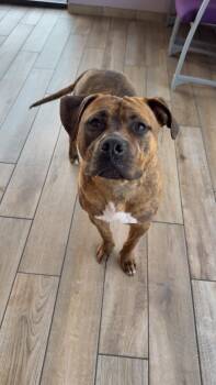 American Staffordshire Terrier Dogs Available for Adoption in Fort Wayne, Indiana - Doug | PetCurious