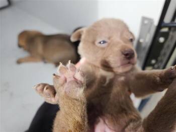 Staffordshire Bull Terrier and Mixed Breed Dogs Available for Adoption - A650847 | PetCurious