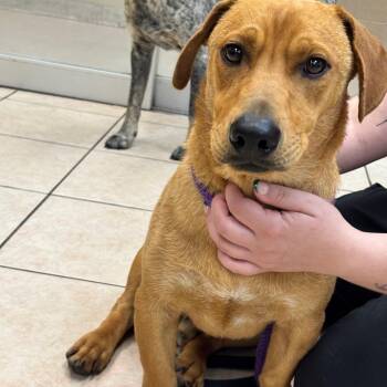 Lil Bit -  Yellow Labrador Retriever and Mixed Breed Dog Available for Adoption in Birmingham, Alabama - Lil Bit | PetCurious