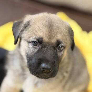 German Shepherd Dog and Husky Dogs Available for Adoption in Vienna, Ontario - Buford | PetCurious