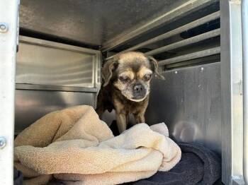 MISSY -  Pug and Mixed Breed Dog for Adoption in Rancho Cucamonga, California - MISSY | PetCurious