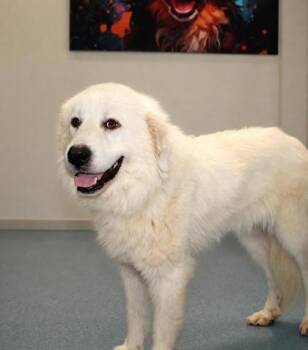 Denver -  Great Pyrenees and Mixed Breed Dog for Adoption in Taylorsville, North Carolina - Denver | PetCurious