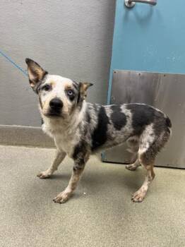 Australian Shepherd and Mixed Breed Dogs Available for Adoption in Las Vegas, Nevada - FROST | PetCurious