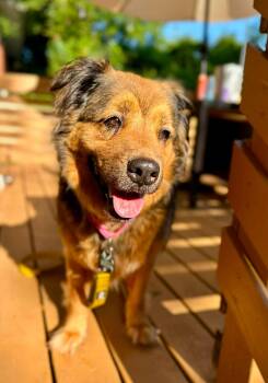 Lady -  Shepherd Dog for Adoption in Atlanta, Georgia - Lady | PetCurious