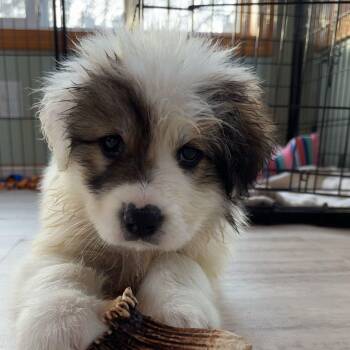 Saint Bernard Dogs Available for Adoption - Claudia | PetCurious