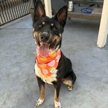 Australian Shepherd and German Shepherd Dog Dogs Available for Adoption - Maisey (fka Nami) | PetCurious