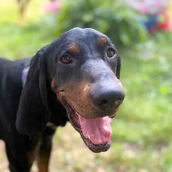 Gary (AL) -  Black And Tan Coonhound Dog for Adoption - Gary (AL) | PetCurious