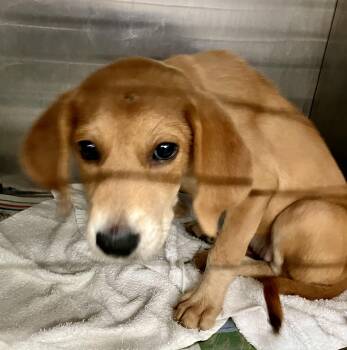 Petal -  Foxhound Dog for Adoption in Parma, Ohio - Petal | PetCurious