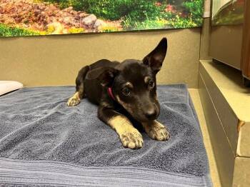 SAVE ME PLEASE Windy - IDA554556 -  German Shepherd Dog Dog for Adoption in San Marcos, California - SAVE ME PLEASE Windy - IDA554556 | PetCurious