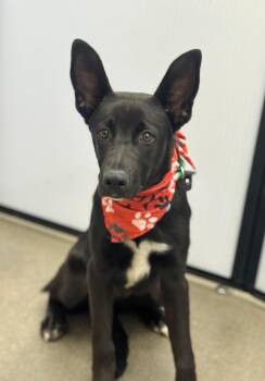 Jujube -  Australian Cattle Dog Blue Heeler and Labrador Retriever Dog for Adoption in Fort Lupton, Colorado - Jujube | PetCurious