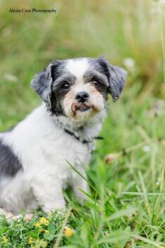 Lian -  Shih Tzu Dog for Adoption in Drumbo, Ontario - Lian | PetCurious