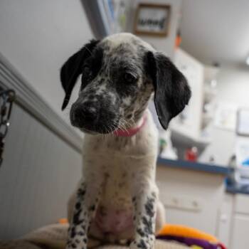 Owl -  Labrador Retriever and Australian Cattle Dog Blue Heeler Dog for Adoption in Pawling, New York - Owl | PetCurious