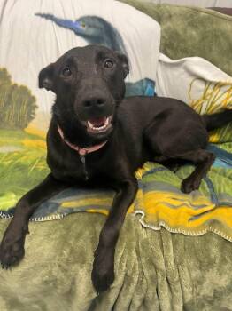 Paulie -  Mixed Breed Dog for Adoption in Davenport, Iowa - Paulie | PetCurious