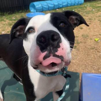 Pit Bull Terrier and Mixed Breed Dogs Available for Adoption in Roanoke, Virginia - McGee | PetCurious
