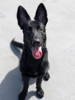Arlo -  German Shepherd Dog Dog for Adoption in Plainfield, New Jersey - Arlo | PetCurious