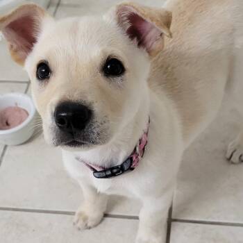 Maybelle -  Labrador Retriever Dog for Adoption in Houston, Texas - Maybelle | PetCurious